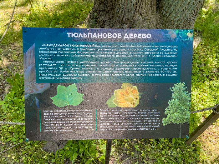 Не пропусти цветение уникального тюльпанного дерева в Парке им. М.Беккера.