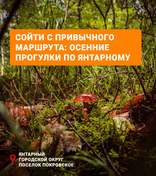 Сойти с привычного маршрута: осеннее путешествие по Янтарному