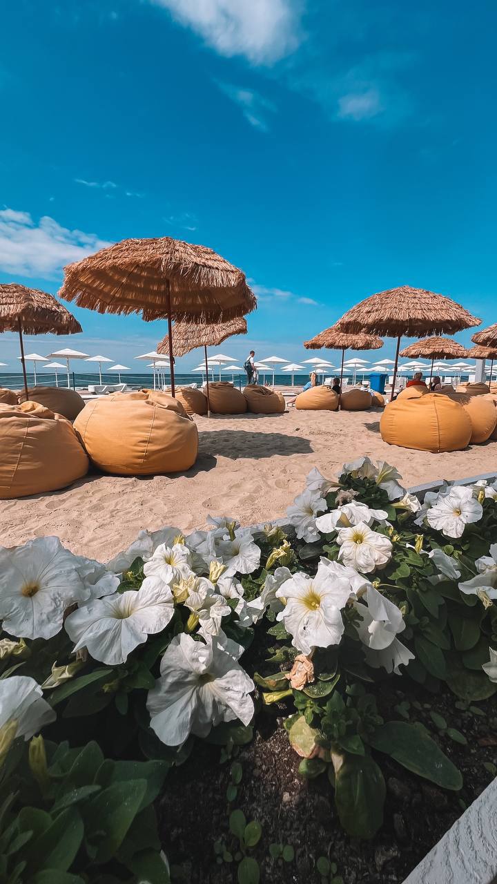 Кактус