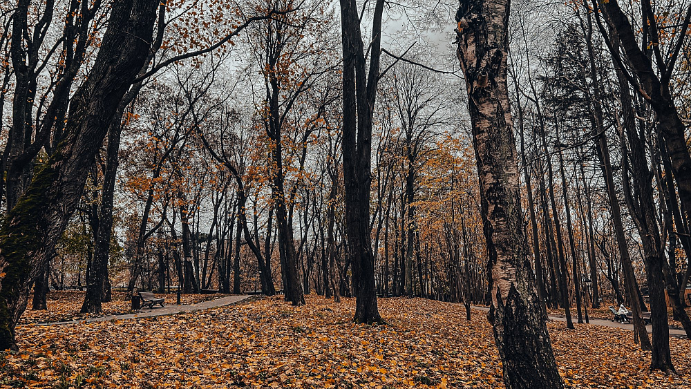 Ноябрьский парк им. М. Беккера
