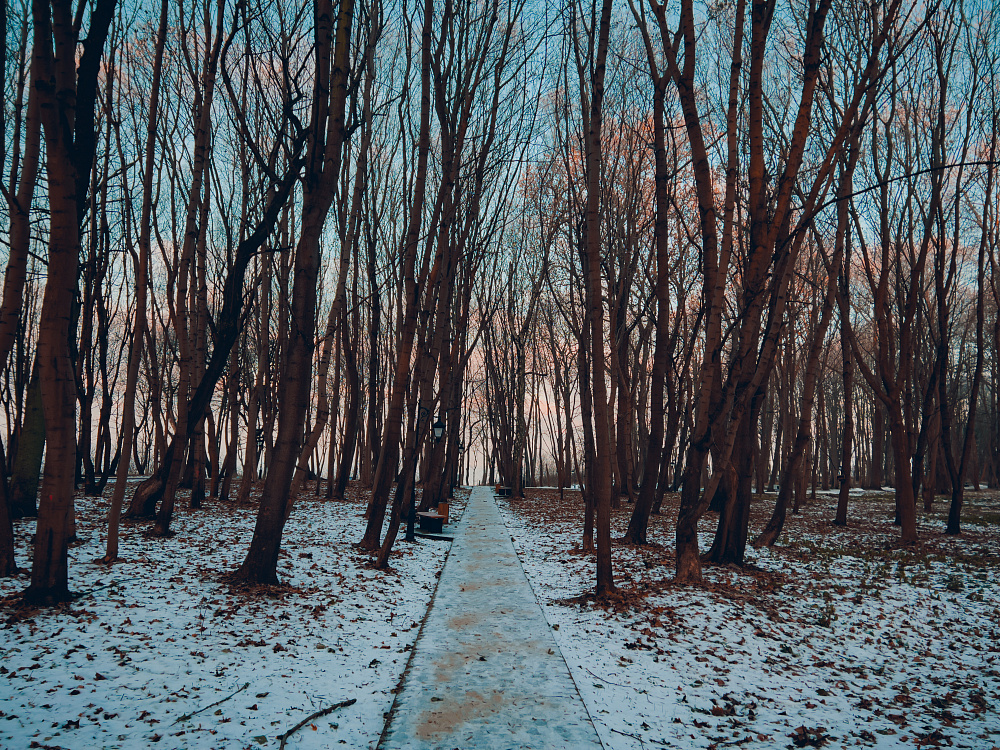 Утренний зимний парк им. М. Беккера